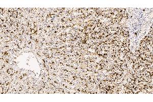 Human liver: immunohistochemical staining for CD13. (CD13 抗体  (C-Term, Extracellular Domain))