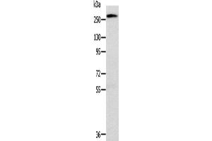 Western Blotting (WB) image for anti-Talin 1 (TLN1) antibody (ABIN2427381) (TLN1 抗体)