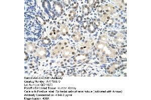 Human kidney (CACNB1 抗体  (Middle Region))