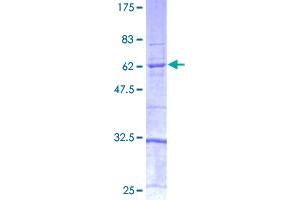 Caspase 4 Protein (AA 1-377) (GST tag)