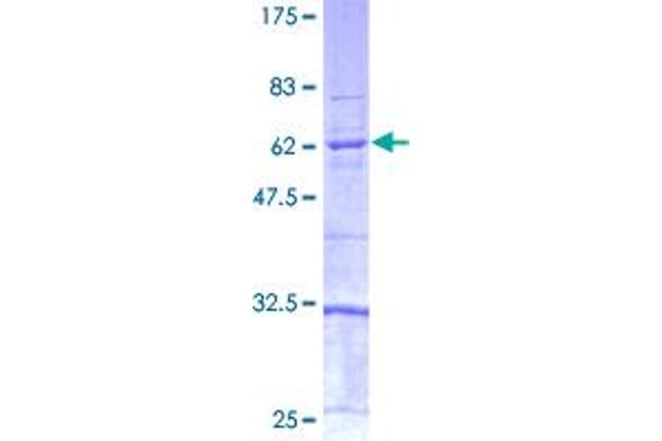 Caspase 4 Protein (AA 1-377) (GST tag)