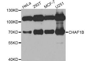 Western blot analysis of extracts of various cell lines, using CHAF1B antibody (ABIN5973690) at 1/1000 dilution. (CHAF1B 抗体)