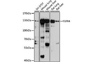 Western blot analysis of extracts of various cell lines, using FGFR4 antibody (ABIN6127895, ABIN6140618, ABIN6140619 and ABIN6223460) at 1:1000 dilution. (FGFR4 抗体  (AA 22-150))