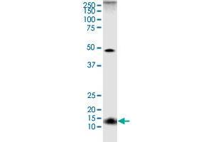 Western Blotting (WB) image for anti-Mitochondrial Import Receptor Subunit TOM20 homolog (TOMM20) (AA 1-145) antibody (ABIN564225)