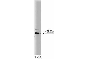 Western blot analysis of JNK/SAPK1 on PC12 cell lysate. (JNK/SAPK1 (Pan) (AA 264-415) 抗体)