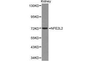 Western Blotting (WB) image for anti-Nuclear Factor (erythroid-Derived 2)-Like 2 (NFE2L2) antibody (ABIN1873893) (NRF2 抗体)