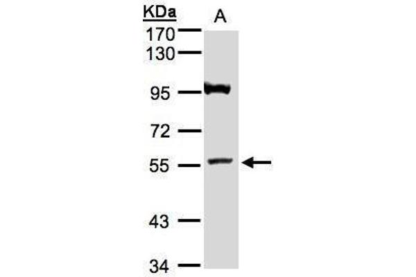 ADAMTSL1 抗体  (N-Term)