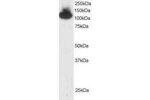 Image no. 2 for anti-Tripartite Motif Containing 28 (TRIM28) (C-Term) antibody (ABIN374296) (KAP1 抗体  (C-Term))