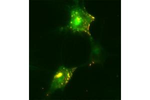 Immunocytochemistry (ICC) image for anti-HA-Tag (AA 98-108) antibody (ABIN1742498) (HA-Tag 抗体  (AA 98-108))