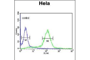 Flow cytometric analysis of Hela cells (right histogram) compared to a negative control cell (left histogram). (STIP1 抗体  (C-Term))