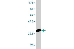 Western Blotting (WB) image for anti-Heat Shock 70kDa Protein 1B (HSPA1B) (AA 531-611) antibody (ABIN561379)