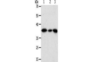 Western Blotting (WB) image for anti-Aldo-Keto Reductase Family 1, Member A1 (Aldehyde Reductase) (AKR1A1) antibody (ABIN2426542) (AKR1A1 抗体)