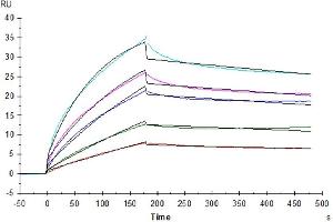 Surface Plasmon Resonance (SPR) image for HLA Class I Histocompatibility Antigen, alpha Chain G (HLAG) (Tetramer) protein (HLA-G) (ABIN7274817)