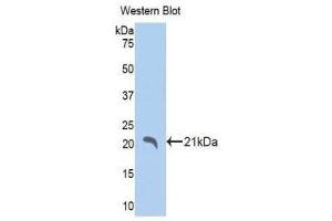 Western Blotting (WB) image for anti-Indian Hedgehog (IHH) (AA 240-399) antibody (ABIN1175999) (Indian Hedgehog 抗体  (AA 240-399))