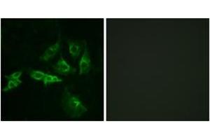 Immunofluorescence (IF) image for anti-Gonadotropin-Releasing Hormone Receptor (GNRHR) (AA 41-90) antibody (ABIN2890834) (GNRHR 抗体  (AA 41-90))