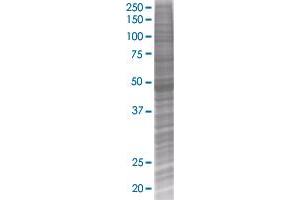 SH2D2A transfected lysate (SH2D2A 293T Cell Transient Overexpression Lysate(Denatured))