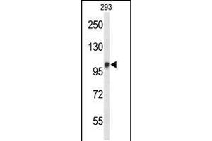 Western blot analysis of DDX23 Antibody in 293 cell line lysates (35ug/lane) (DDX23 抗体  (AA 248-277))