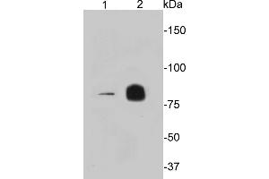 Lane 1: U937, Lane 2: Raji cell lysate probed with PIK3R1 (9B3) Monoclonal Antibody  at 1:1000 overnight at 4˚C. (PIK3R1 抗体)