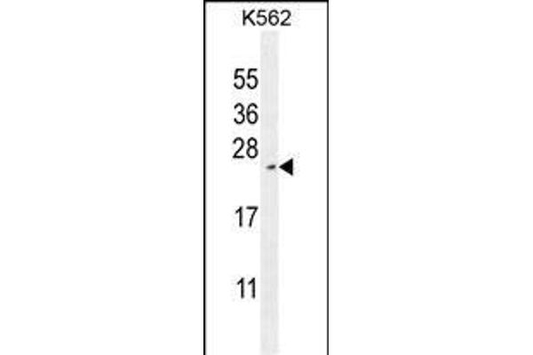 RTP4 抗体  (C-Term)