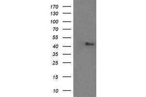 Image no. 4 for anti-Mitogen-Activated Protein Kinase 9 (MAPK9) antibody (ABIN1498930) (JNK2 抗体)