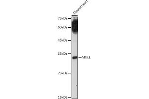 Western blot analysis of extracts of Mouse heart, using MGLL antibody (ABIN6128306, ABIN6143823, ABIN6143824 and ABIN6222352) at 1:1000 dilution. (MGLL 抗体  (AA 1-303))