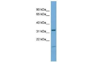 NEGR1 antibody used at 0. (NEGR1 抗体  (N-Term))