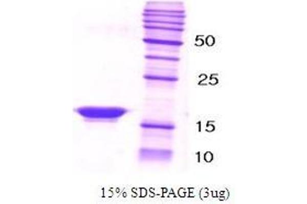 beta Synuclein 蛋白