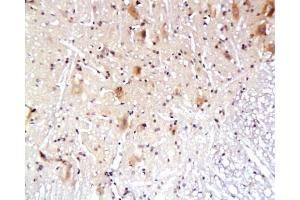 Immunohistochemistry (Paraffin-embedded Sections) (IHC (p)) image for anti-Aquaporin 4 (AQP4) (AA 271-323) antibody (ABIN671181)