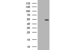 Image no. 1 for anti-CD4 (CD4) antibody (ABIN1497299) (CD4 抗体)