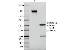 SDS-PAGE Analysis Purified EGFR Mouse Monoclonal Antibody (F4). (EGFR 抗体  (AA 985-996))