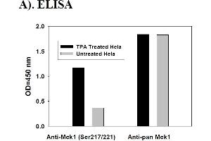 Image no. 4 for Mitogen-Activated Protein Kinase Kinase 1 (MAP2K1) ELISA Kit (ABIN1981758) (MEK1 ELISA 试剂盒)