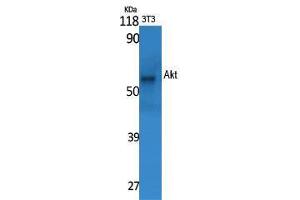 Western Blot (WB) analysis of specific cells using Akt Polyclonal Antibody. (AKT1 抗体  (Ser13))