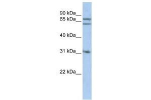 Western Blotting (WB) image for anti-Gephyrin (GPHN) antibody (ABIN2459505) (Gephyrin 抗体)