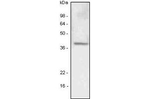 Western Blotting (WB) image for anti-Lymphatic Vessel Endothelial Hyaluronan Receptor 1 (LYVE1) (AA 25-235) antibody (ABIN6245741) (LYVE1 抗体  (AA 25-235))