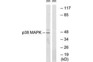 Western Blotting (WB) image for anti-Mitogen-Activated Protein Kinase 14 (MAPK14) (AA 288-337) antibody (ABIN2888769) (MAPK14 抗体  (AA 288-337))