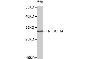 Western blot analysis of extracts of Raji cells, using TNFRSF14 antibody (ABIN5971020) at 1/1000 dilution. (HVEM 抗体)