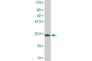 Western Blot detection against Immunogen (33. (SGK2 抗体  (AA 293-367))