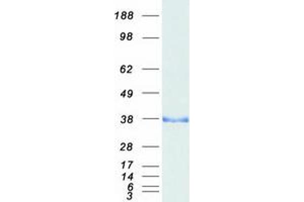 DARPP32 Protein (Transcript Variant 1) (Myc-DYKDDDDK Tag)