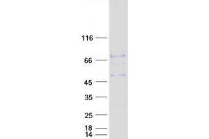 Validation with Western Blot (SHISA3 Protein (Myc-DYKDDDDK Tag))