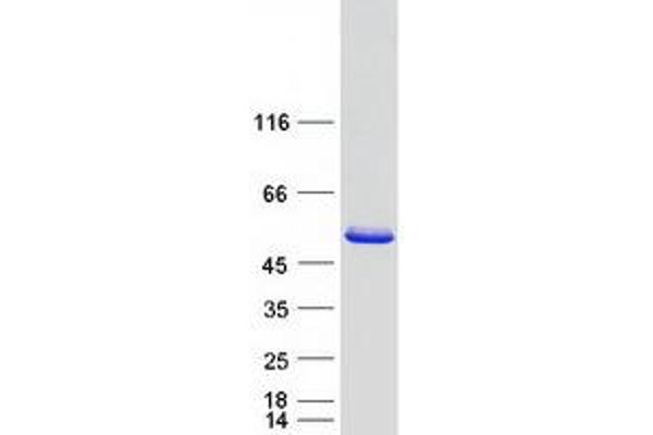 EFCAB4B Protein (Transcript Variant 3) (Myc-DYKDDDDK Tag)