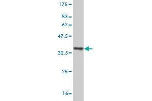 Western Blot detection against Immunogen (30. (CXCR4 抗体  (AA 1-46))