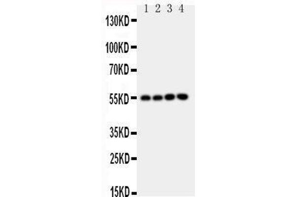 NRF1 抗体  (Middle Region)