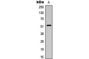 Western blot analysis of SMAD3 (pT179) expression in HeLa (A) whole cell lysates. (SMAD3 抗体  (pSer179))