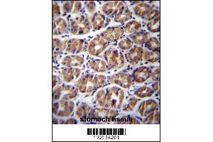 GPM6A Antibody immunohistochemistry analysis in formalin fixed and paraffin embedded human stomach tissue followed by peroxidase conjugation of the secondary antibody and DAB staining. (GPM6A 抗体  (C-Term))