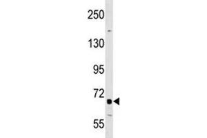 DR6 antibody western blot analysis in A549 lysate. (TNFRSF21 抗体  (AA 356-385))