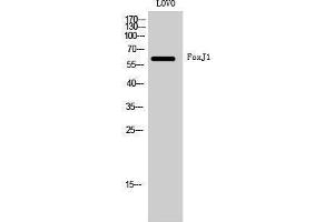 Western Blotting (WB) image for anti-Forkhead Box J1 (FOXJ1) (Internal Region) antibody (ABIN3184659) (FOXJ1 抗体  (Internal Region))