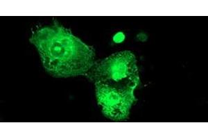 Immunofluorescence (IF) image for anti-Proteasome (Prosome, Macropain) 26S Subunit, Non-ATPase, 3 (PSMD3) antibody (ABIN1499979) (PSMD3 抗体)