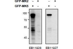 HEK293 lysate (10 µg protein in RIPA buffer) overexpressing Mouse MK5-GFP (first lane) or Mouse MK2-GFP (second lane) probed with ABIN1590011 (0. (MAPKAP Kinase 5 抗体  (Internal Region))