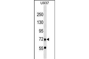 Western blot analysis in U937 cell line lysates (35ug/lane). (DMP1 抗体  (C-Term))