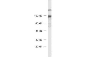 dilution: 1 : 1000, sample: rat brain homogenate (DAP 抗体)